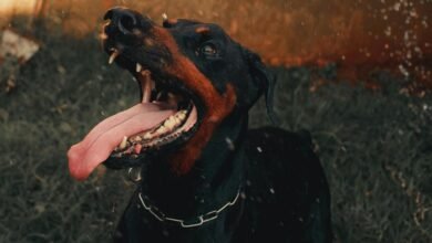 digital tracking alerts summary