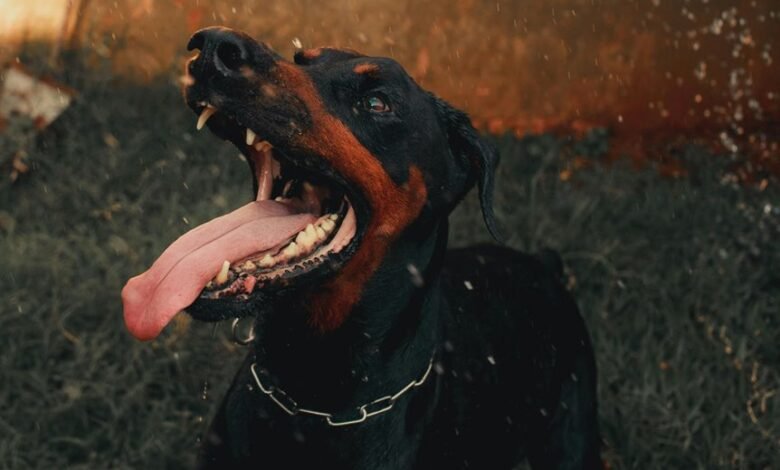 digital tracking alerts summary